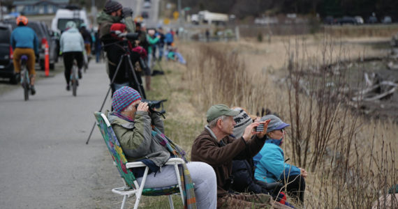 Birders check out shorebirds on the outgoing tide on Saturday, May 8, 2021, at Mud Bay on the Homer Spit in Homer, Alaska. (Photo by Michael Armstrong/Homer News)