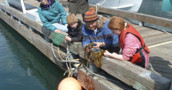 Lori Holcomb of Talkeetna and daughters Heather and Heidi are introduced to "Creatures of the Dock" during a Saturday tour led in May 2007 by Marilyn Sigman (center), director of Center for Alaskan Coastal Studies. (Courtesy photo/Center for Alaskan Coastal Studies)