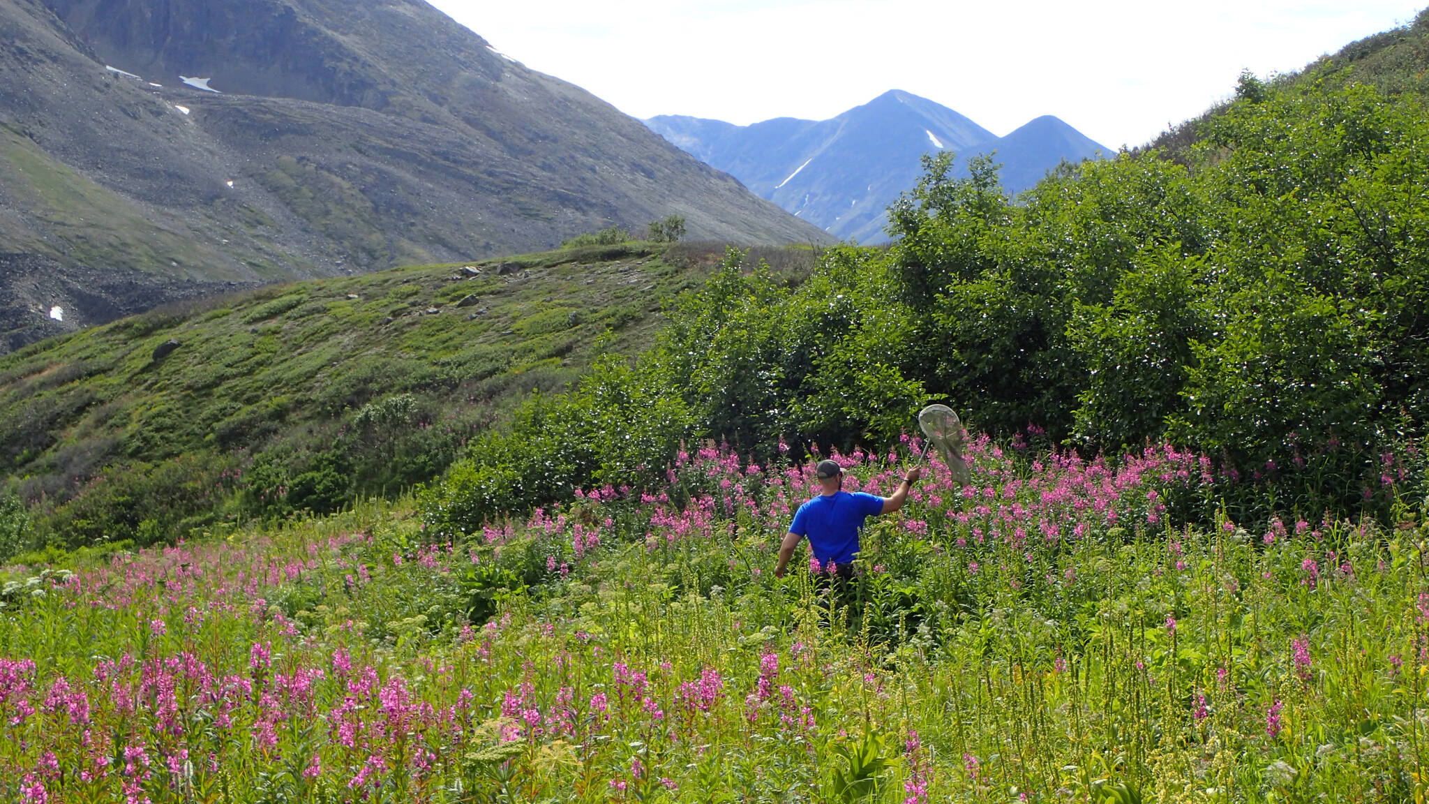Refuge Notebook: A summer on the refuge — Valuing a wildflower to the value  of a system
