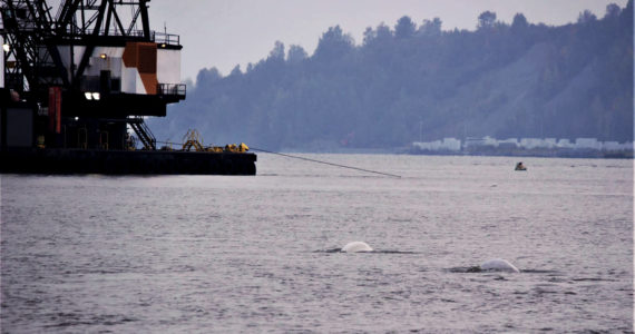 Beluga whales at Port of Anchorage, Aug. 2019. Photo from Cook Inlet Keeper.