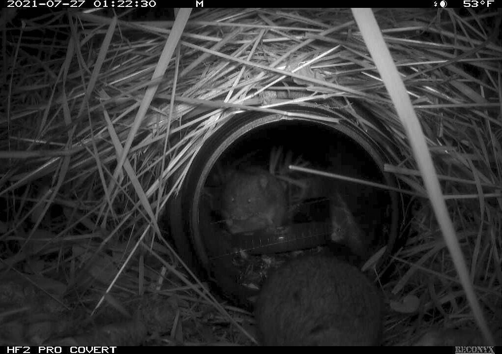 Photograph, Northern Bog Lemming