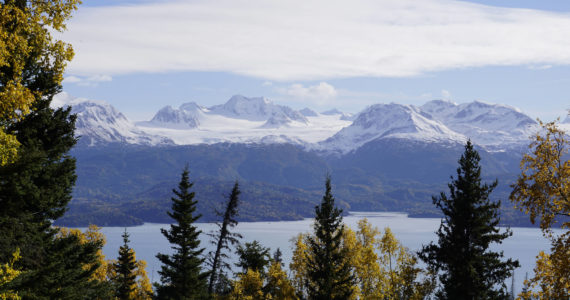 Golden-yellow birch trees and spruce frame a view of Aurora Lagoon and Portlock Glacier from a trail in the Cottonwood-Eastland Unit of Kachemak Bay State Park off East End Road on Sunday, Oct. 3, 2021, near Homer, Alaska. (Photo by Michael Armstrong)