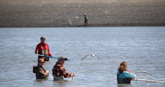 Dipnetters can be seen here fishing in the Kenai River on July 10, 2020. (Photo by Brian Mazurek/Peninsula Clarion file)