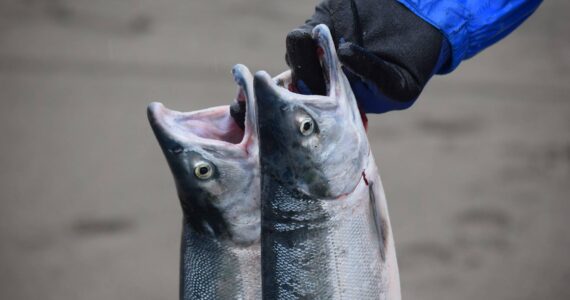 Raymond Bradbury preserves his salmon while dipnetting in the mouth of the Kenai River on Saturday, July 10, 2021. (Camille Botello / Peninsula Clarion)