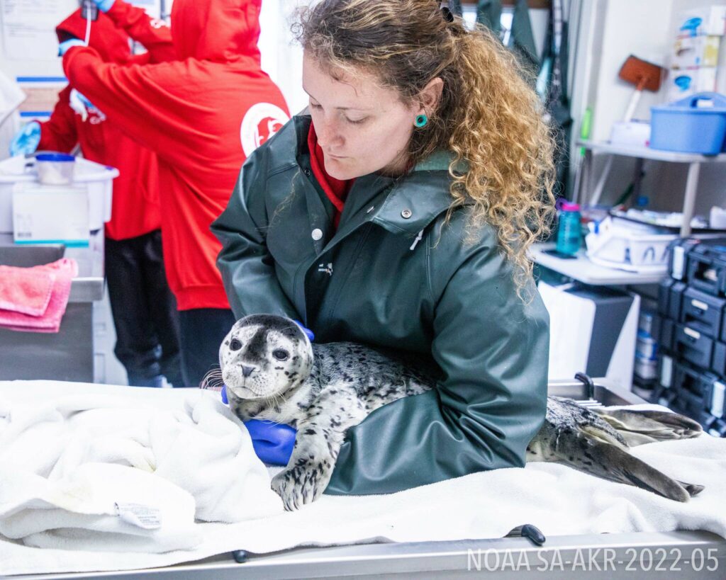 3 harbor seal pups admitted to SeaLife Center | Homer News