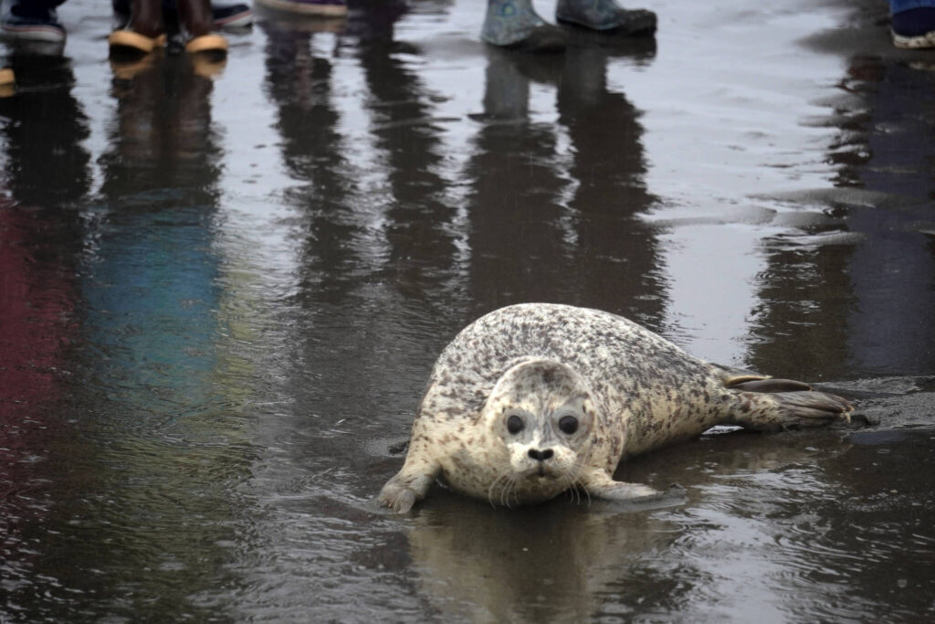 Sealife Center Sends Off Seals At Kenai Beach Homer News