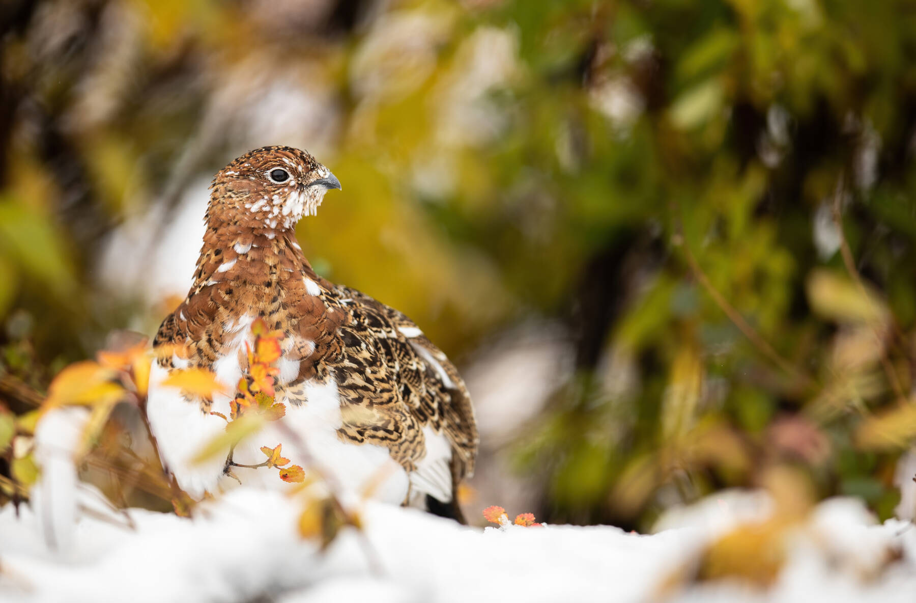 “Willow Ptarmigan,” a photograph by Joey Hassler is on display in his exhibit at Grace Ridge Brewing through the month of November. Photo provided by Grace Ridge Brewing