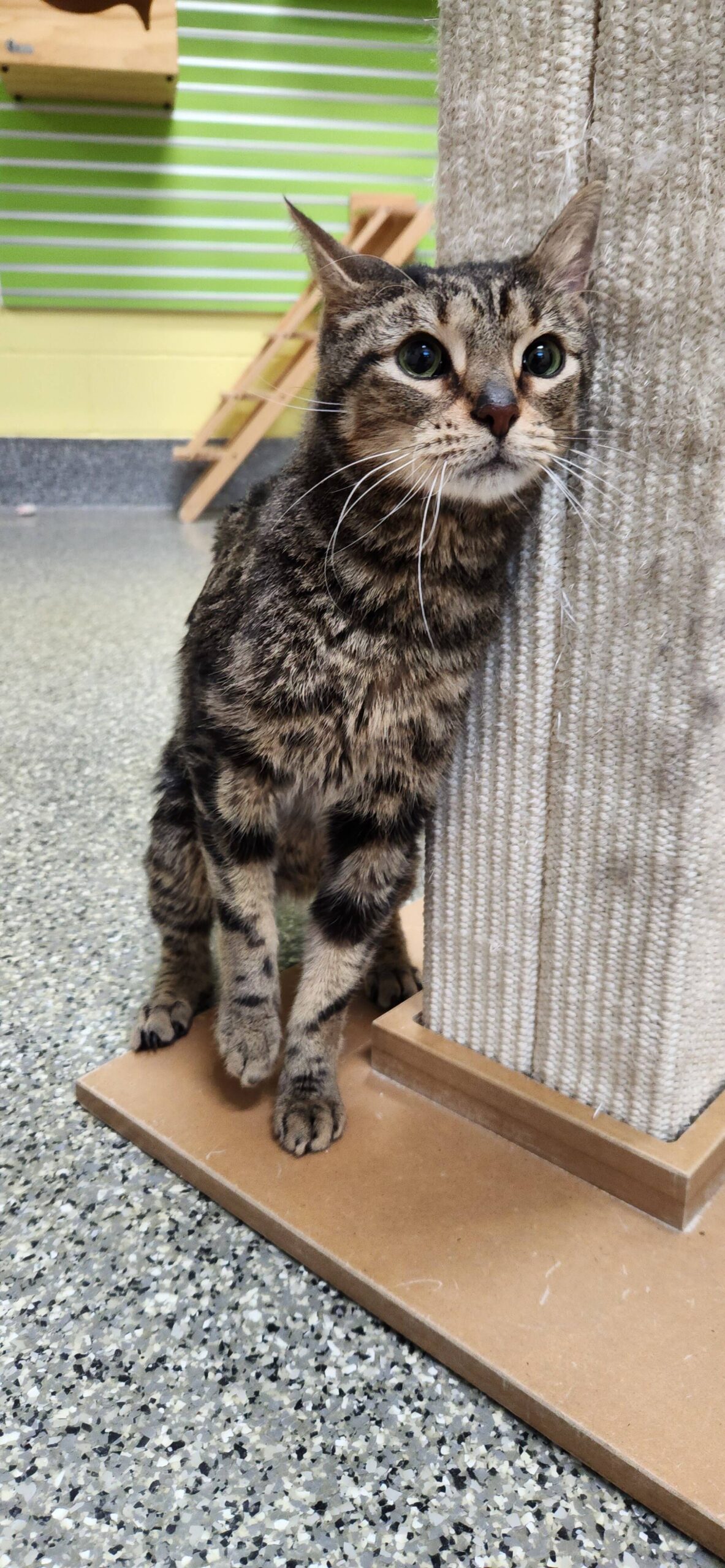 Peewee, two-year-old male. Photo courtesy Homer Animal Shelter