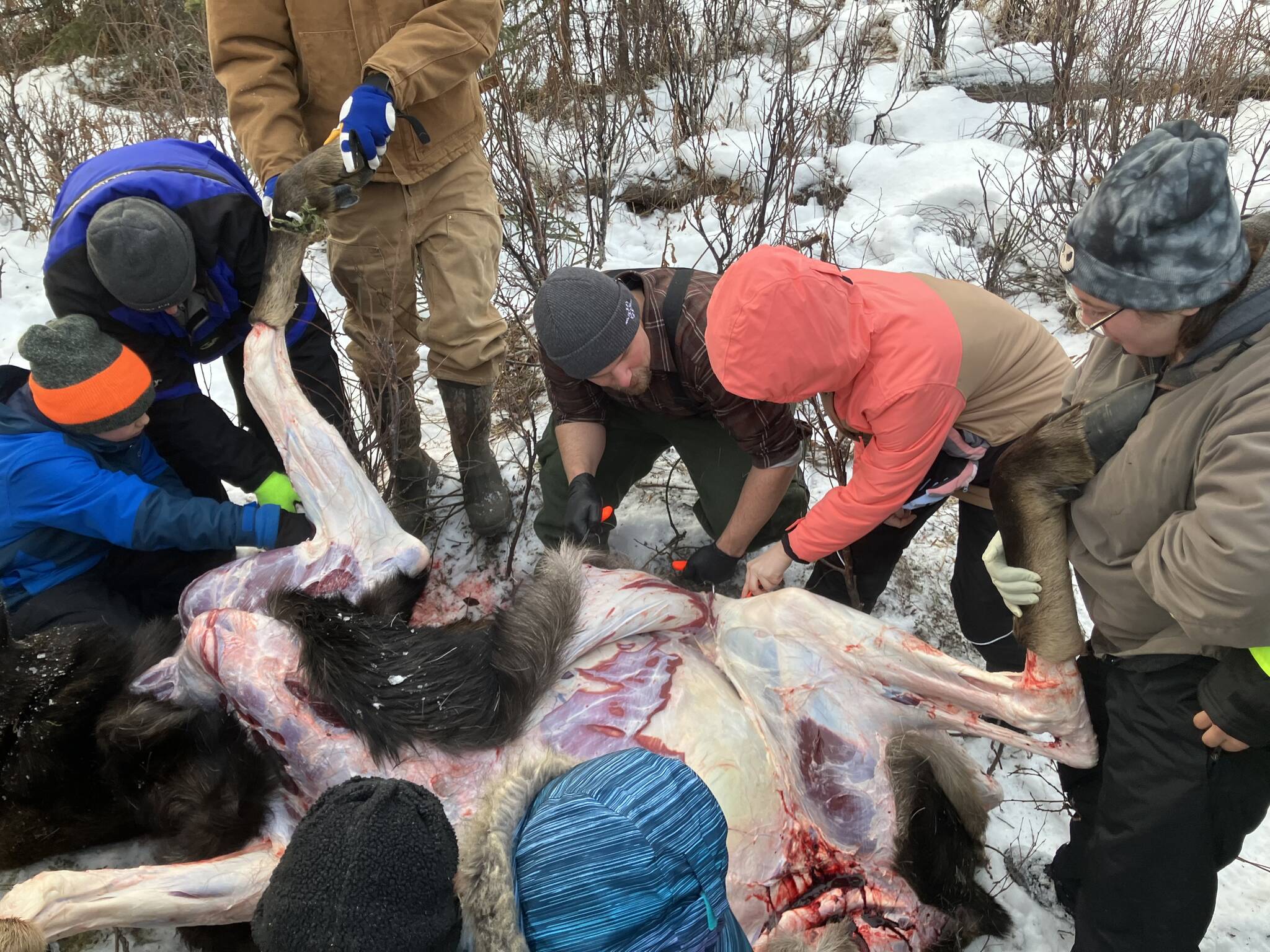 Jesse Bjorkman guides students in skinning a moose on an educational moose hunt in Nikiski, Alaska, on Saturday, Dec. 2, 2023. (Photo provided by Jesse Bjorkman)