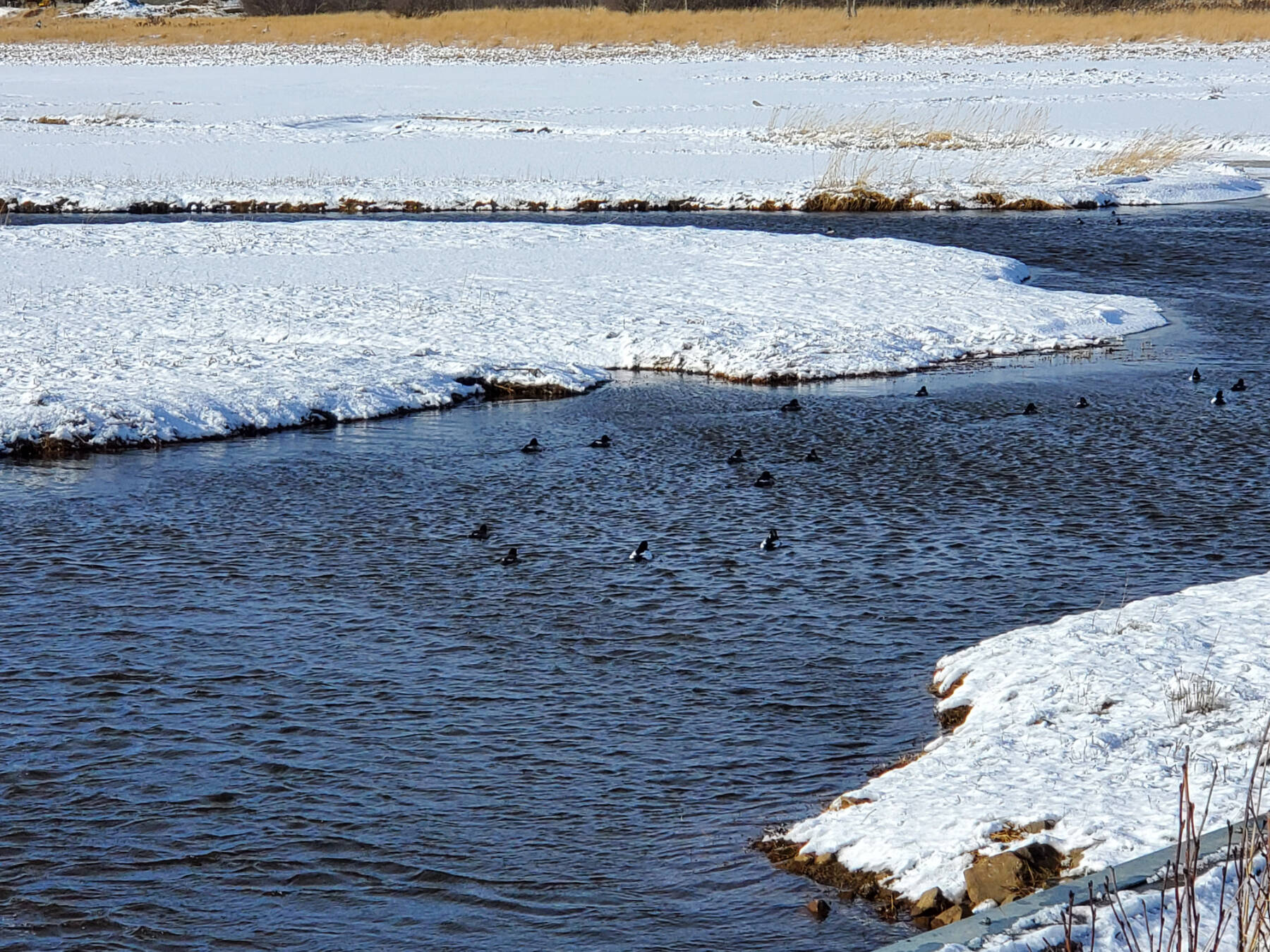 Ducks swim in a thawed part of the Beluga Slough on Saturday, Feb. 24, 2024 in Homer, Alaska. (Delcenia Cosman/Homer News)