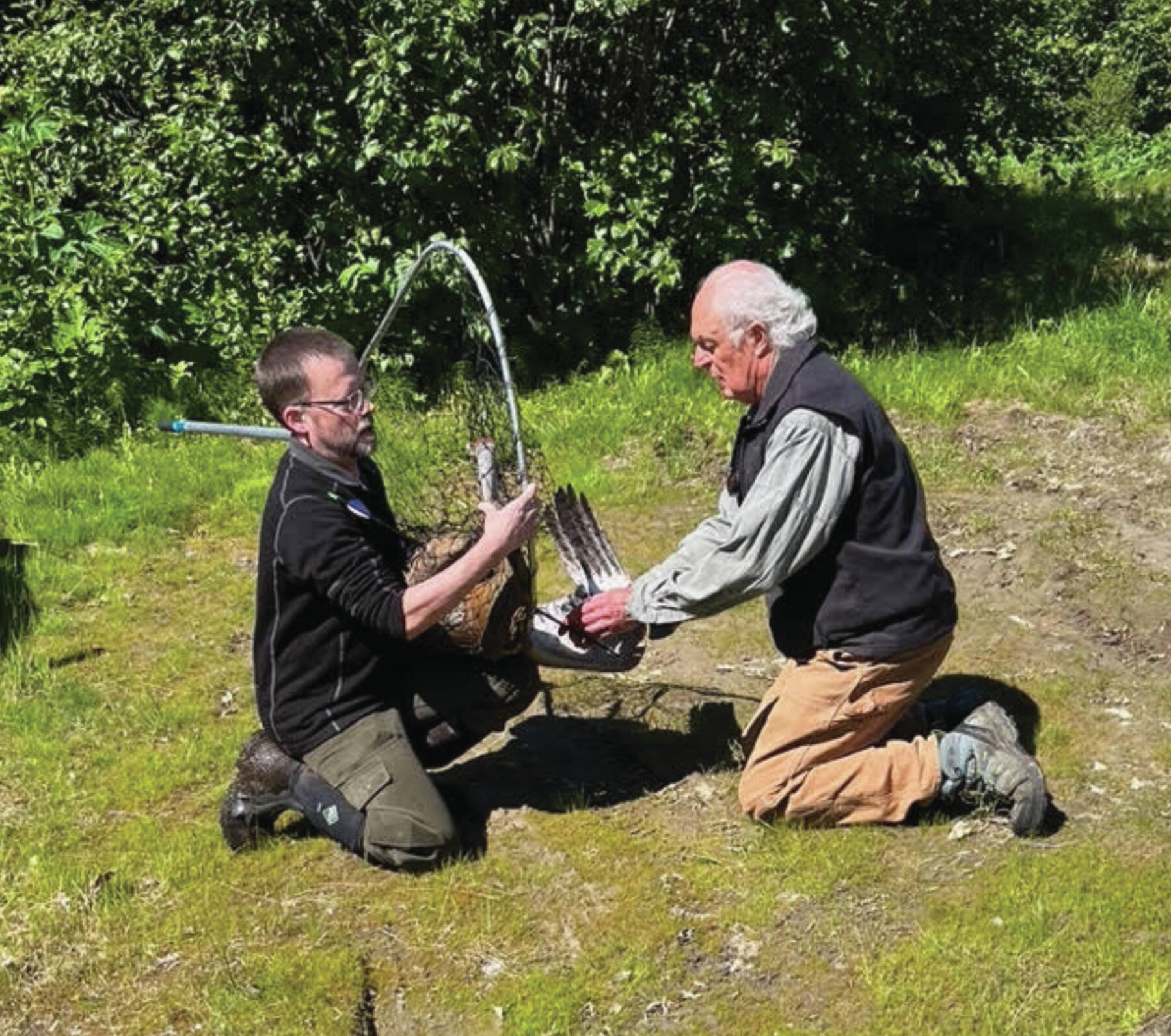 On July 9, Jason Sodergren and retired veterinarian Ralph Broshes capture and attend to crane shot with an arrow. Photo provided by Nina Faust