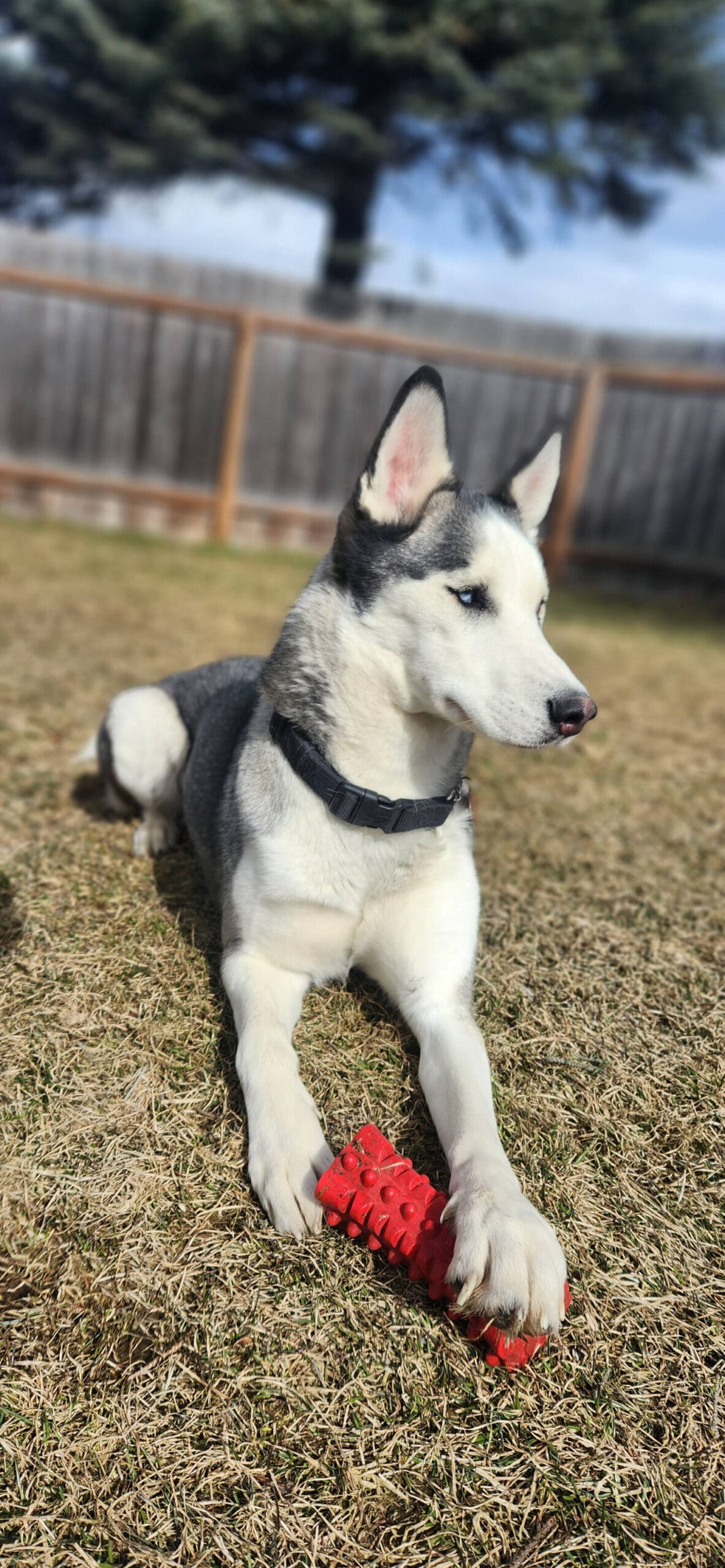 Asa, two-year-old female. Photo courtesy of Homer Animal Shelter