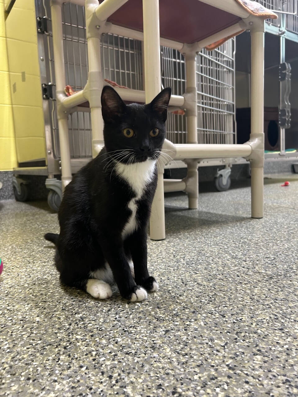 Ash and Cyprus, six-month-old brother and sister. Photo courtesy of Homer Animal Shelter