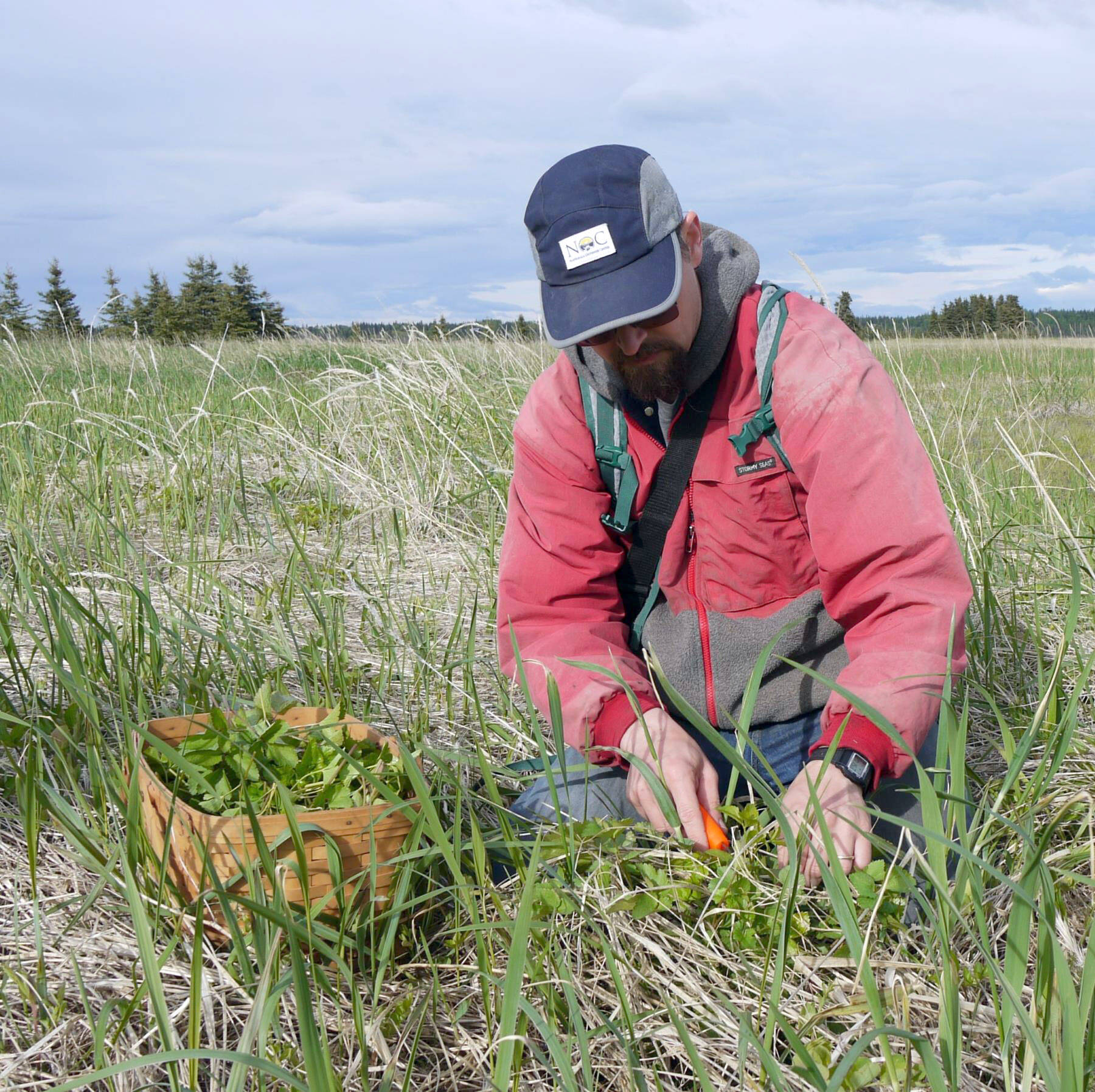 Matt Bowser harvests lovage from a seaside meadow, June 9, 2023. (Photo by Ethan Bowser)