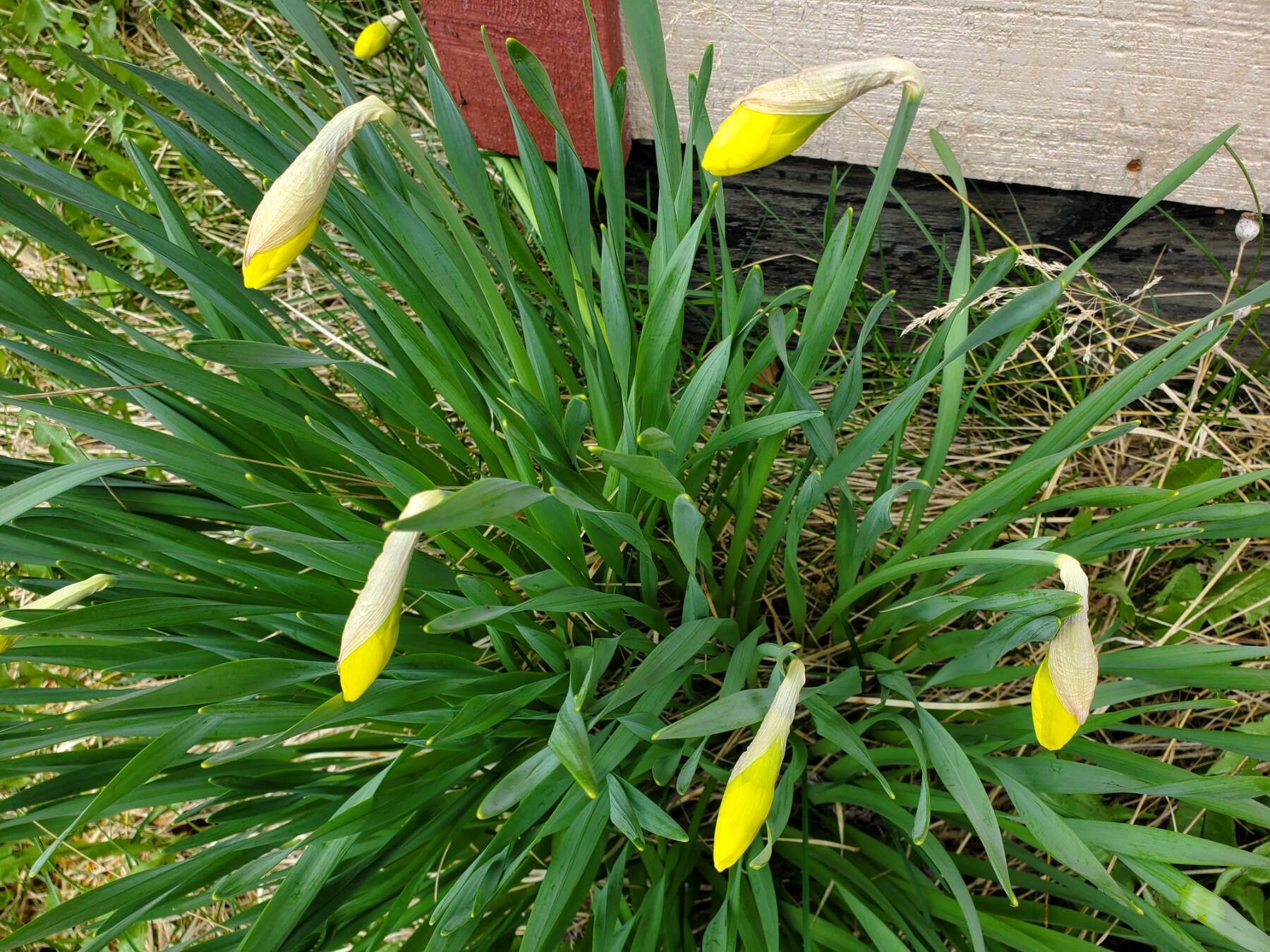 Daffodils are blooming outside the Homer News office on Saturday, May 18, 2024 in Homer, Alaska. (Delcenia Cosman/Homer News)