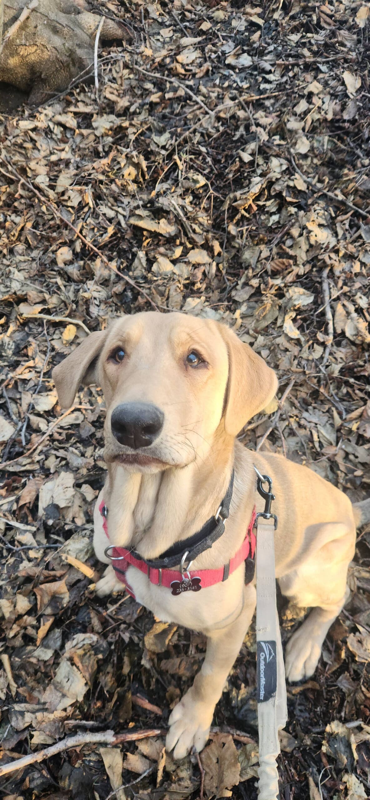 Pete, one-year-old male. Photo courtesy of Homer Animal Shelter