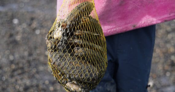 A bag of freshly dug razor clams is held aloft at the Ninilchik Beach in Ninilchik, Alaska, on Saturday, July 1, 2023. (Jake Dye/Peninsula Clarion)