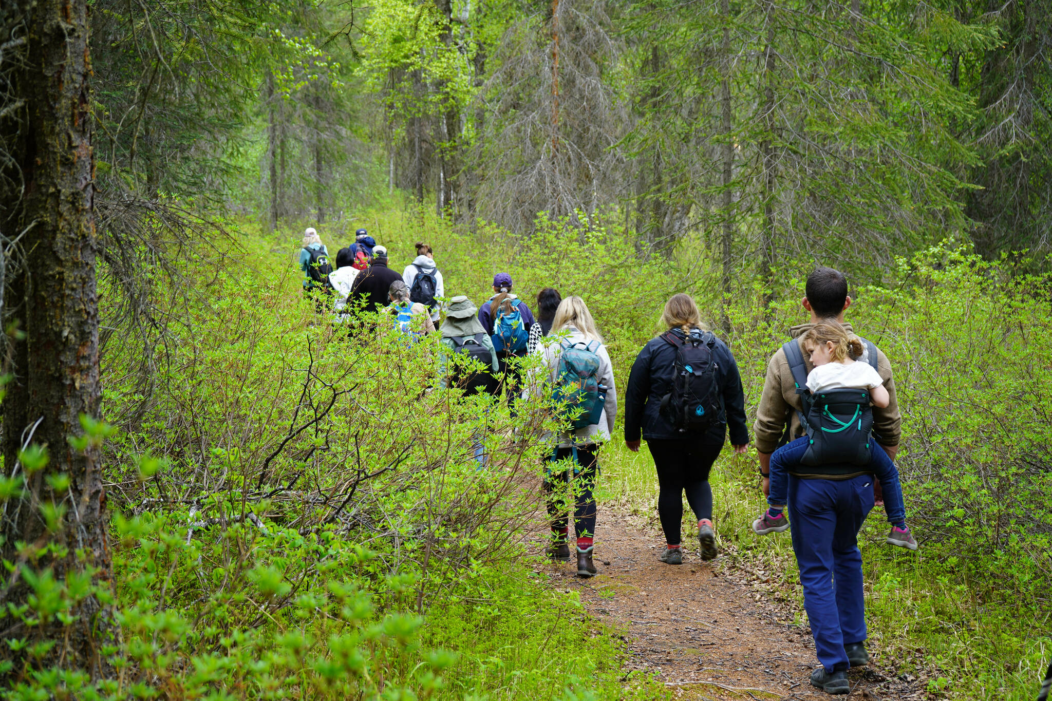 Hikers trudge down Centennial Trail in a guided hike at the Kenai National Wildlife Refuge near Soldotna, Alaska, on Saturday, June 1, 2024. (Jake Dye/Peninsula Clarion)