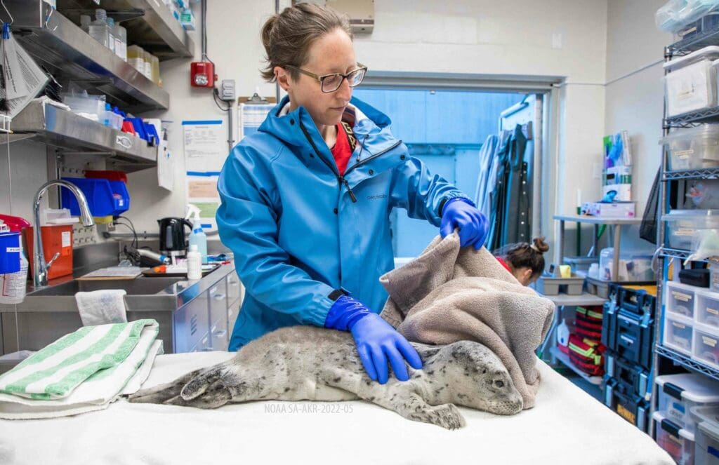 Sealife Center Admits 2 More Seal Pups To Wildlife Response Program