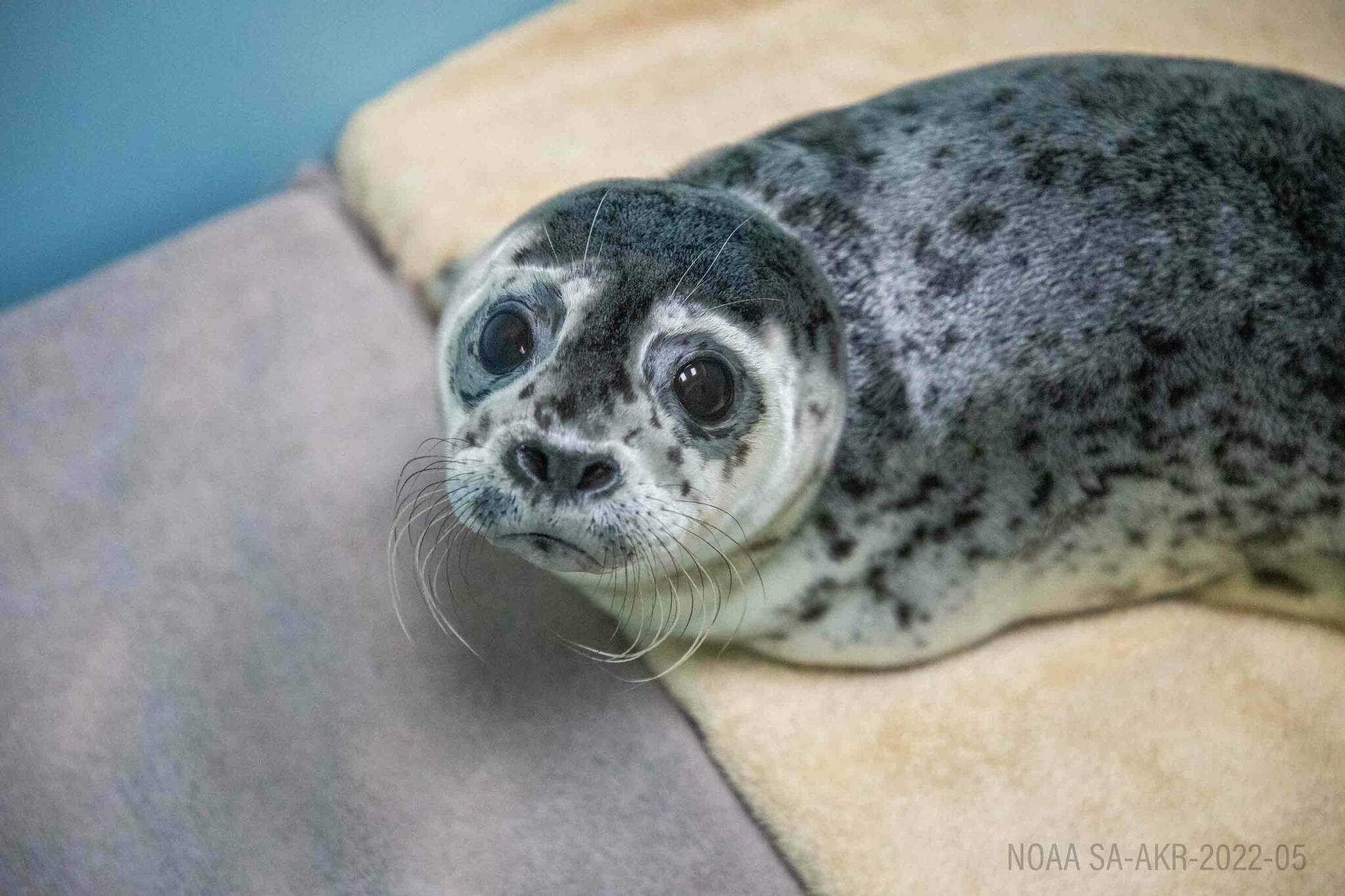 A harbor seal pup rescued from near the Copper River Delta is photographed at the Alaska SeaLife Center in Seward, Alaska. (Photo provided by Alaska SeaLife Center)