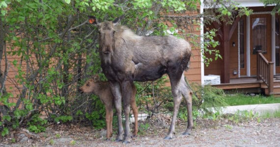 A female moose watches a Homer News reporter take photos of her and her calf on Thursday, June 6, 2024 in the Homer News parking lot in Homer, Alaska. (Delcenia Cosman/Homer News)