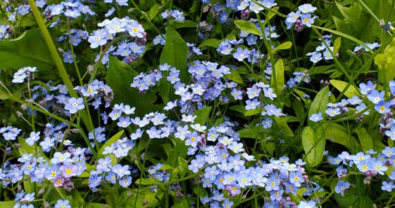 Forget-me-nots are in bloom on Tuesday, June 11, 2024 near a certain raspberry patch in Homer, Alaska. (Delcenia Cosman/Homer News)