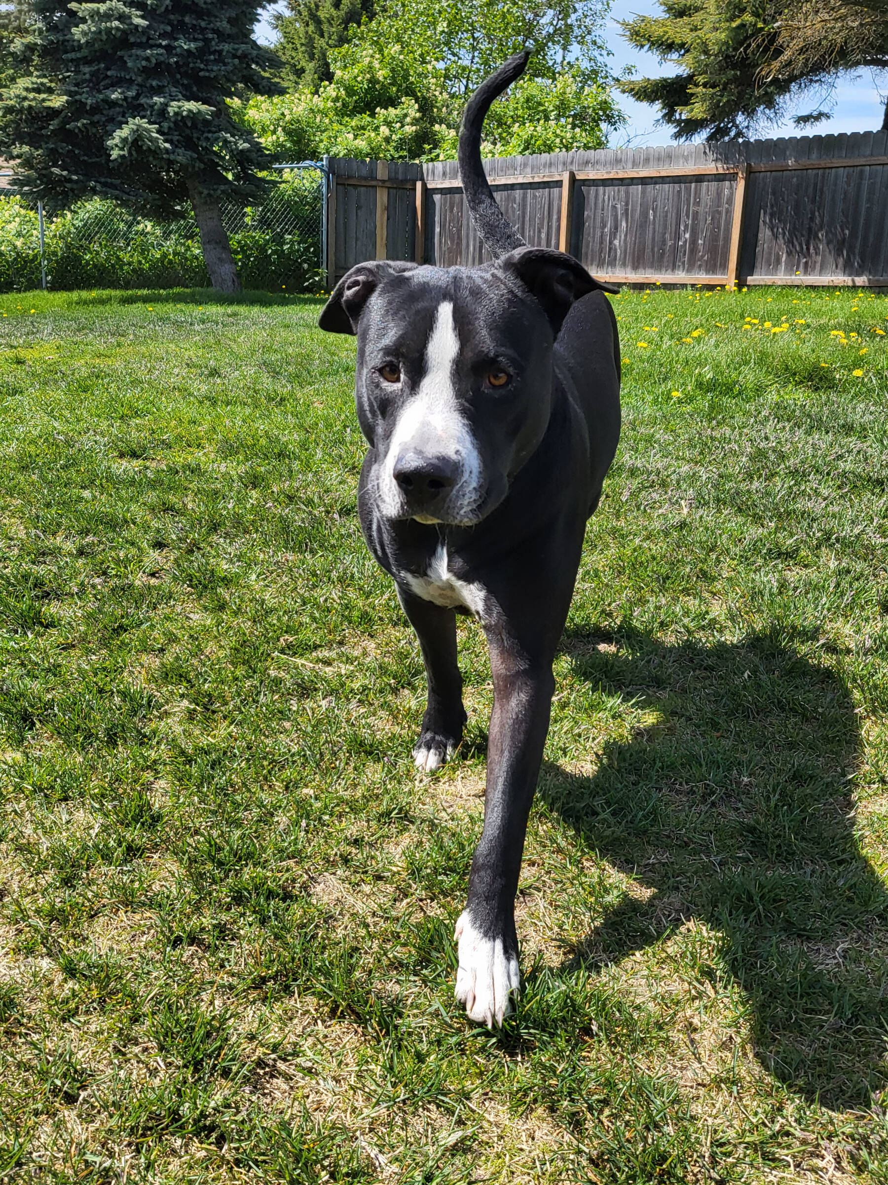 Colt, 2-year-old male. Photo courtesy of Homer Animal Shelter