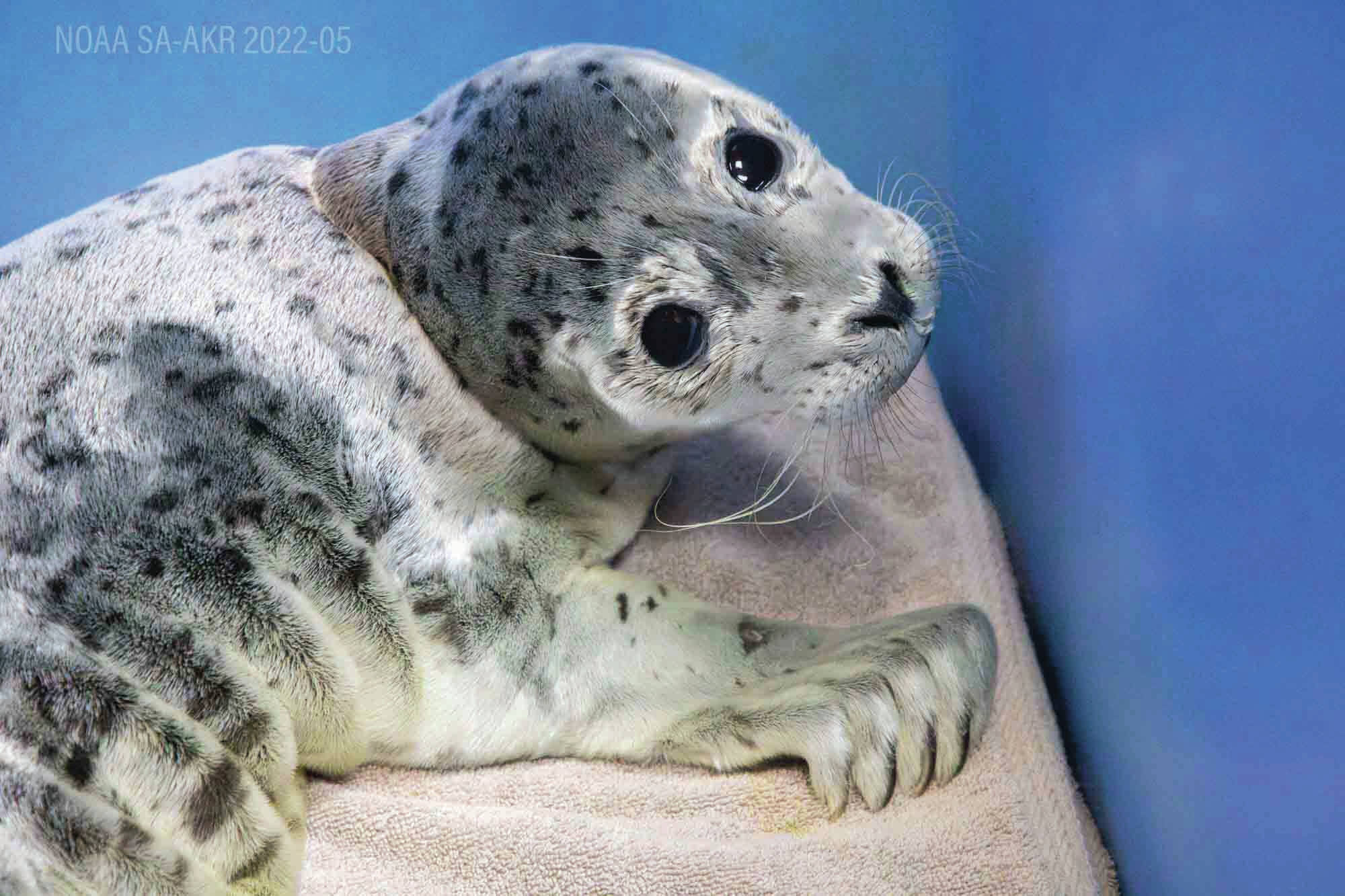 A seal pup rescued from the Kenai Beach is in the care of the Alaska SeaLife Center’s Wildlife Response Program in Seward on June 6. (Photo provided by Alaska SeaLife Center)