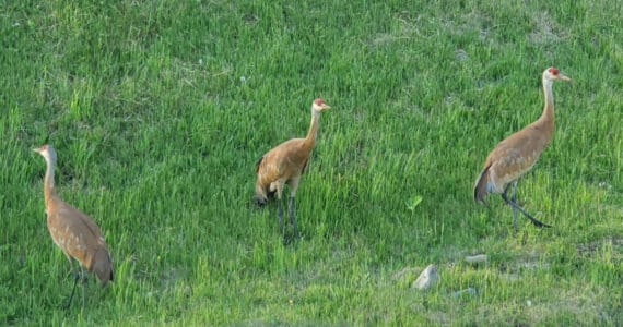 A trio of sandhill cranes rambles around Grubstake Avenue on Sunday, June 16, 2024, in Homer, Alaska. (Delcenia Cosman/Homer News)