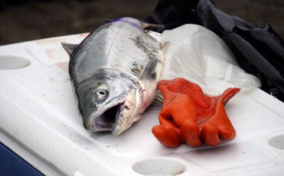 A sockeye salmon rests atop a cooler at the mouth of the Kasilof River on Monday, June 26, 2023, in Kasilof, Alaska. (Jake Dye/Peninsula Clarion)