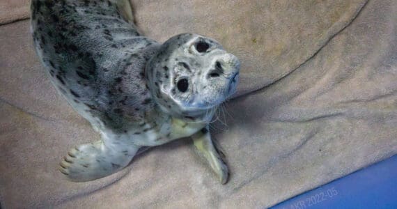 A harbor seal pup rescued from near the Copper River Delta is photographed at the Alaska SeaLife Center in Seward, Alaska. (Photo provided by Alaska SeaLife Center)