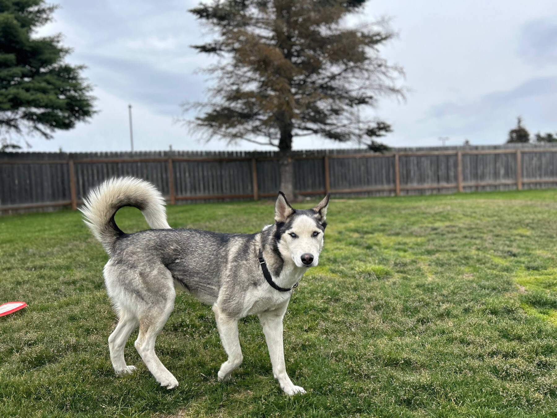 Asa, 2-year-old female. Photo courtesy of Homer Animal Shelter