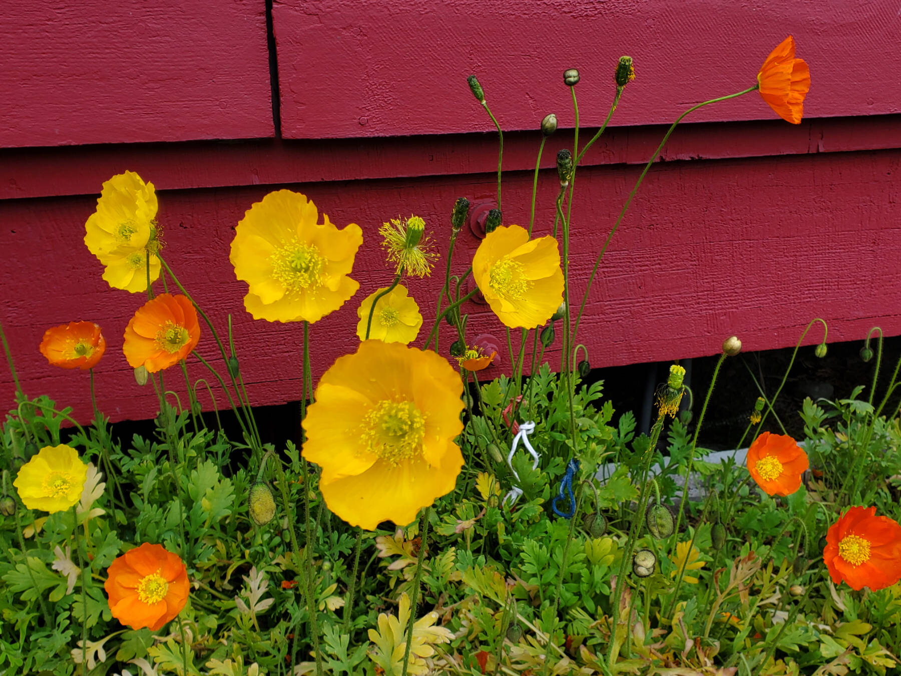 Iceland poppies are growing in planter boxes outside the Pratt Museum on Friday, July 5, 2024, in Homer, Alaska. (Delcenia Cosman/Homer News)