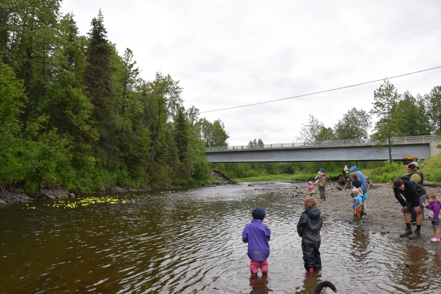 Community members watch as yellow ducks travel down the Anchor River toward the finish line at the third annual Anchor River Duck Races on Saturday, July 6, 2024, in Anchor Point, Alaska. (Delcenia Cosman/Homer News)