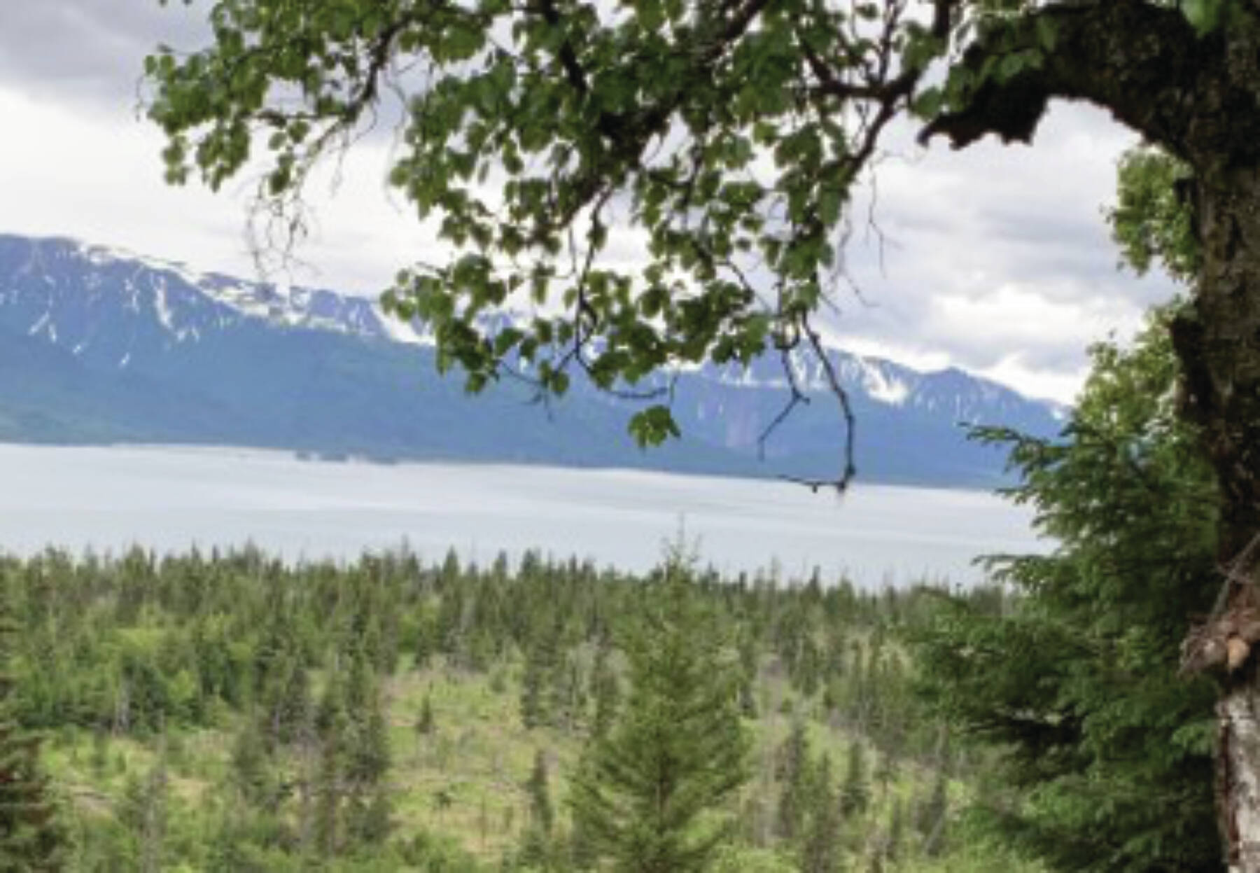 Photo provided by Cameale Johnson
Image from within the Cottonwood Creek management area looking out toward Kachemak Bay.