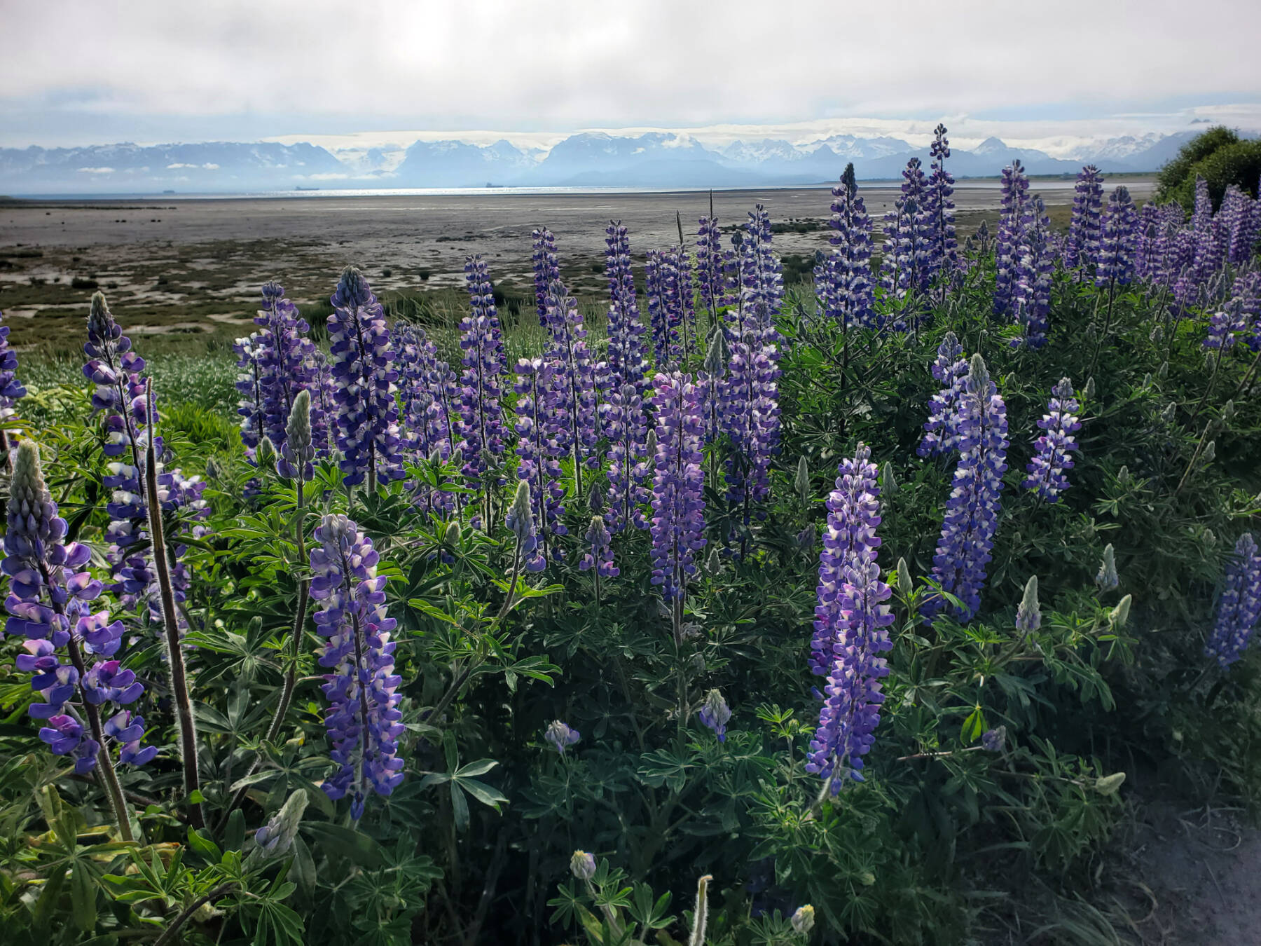 Lupine lines the trail on the Homer Spit on Saturday, June 29, 2024, in Homer, Alaska. (Delcenia Cosman/Homer News)