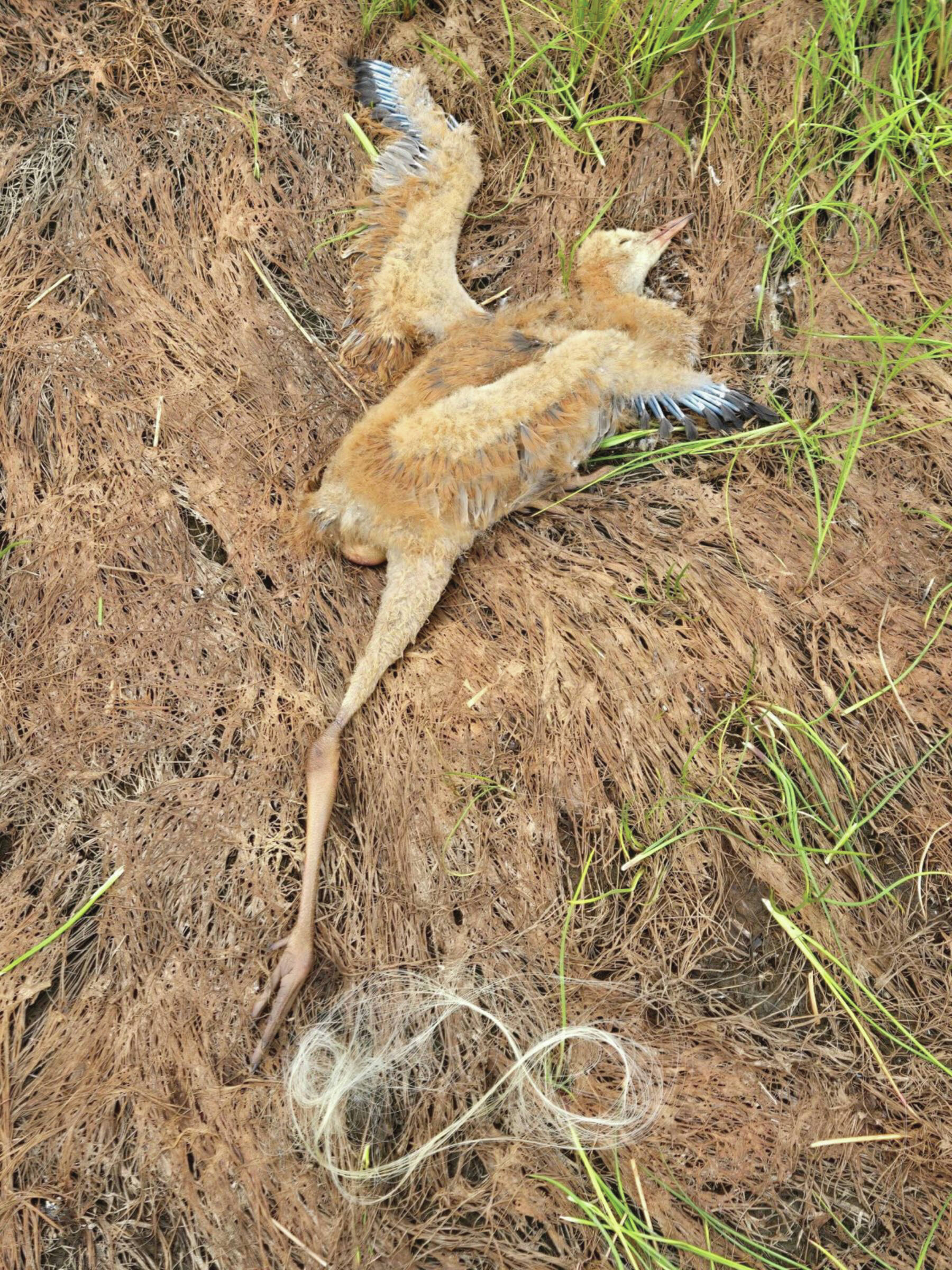 Photo provided by Lora Haller
A dead crane colt is entangled in fishing line in Homer’s Beluga Slough. The crane was found earlier this month.