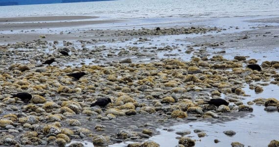 Corvids forage at Bishop's Beach during a low tide on Tuesday, July 16, 2024, in Homer, Alaska. (Delcenia Cosman/Homer News)