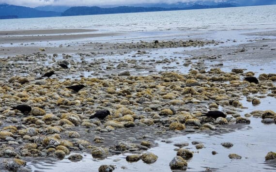 Corvids forage at Bishop's Beach during a low tide on Tuesday, July 16, 2024, in Homer, Alaska. (Delcenia Cosman/Homer News)