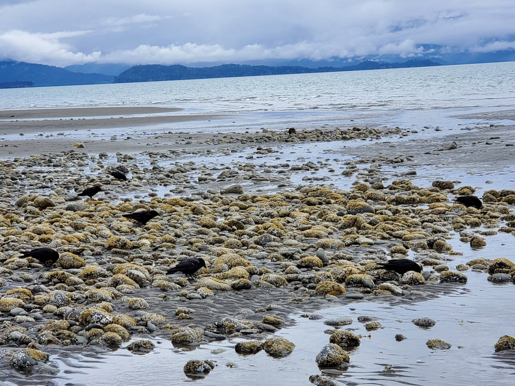 Corvids forage at Bishop’s Beach during a low tide on Tuesday, July 16, 2024, in Homer, Alaska. (Delcenia Cosman/Homer News)