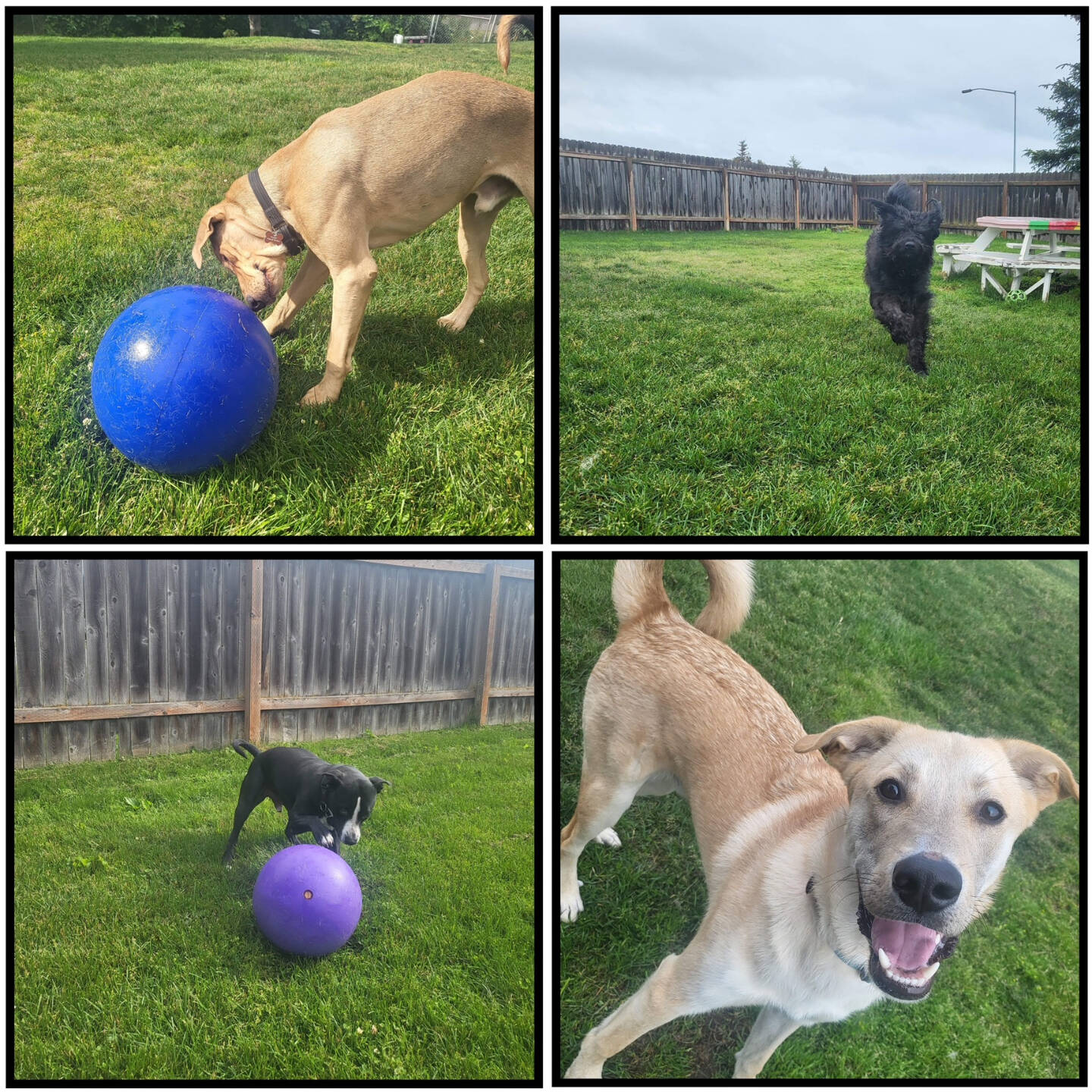 Colt, Snoopy, Chewy and Pete. Photo courtesy of Homer Animal Shelter