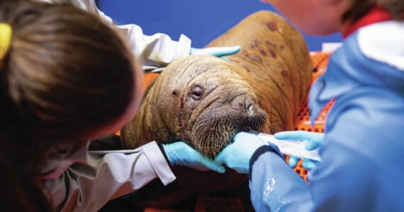 Alaska SeaLife Center Animal Care Specialist Maddie Welch (left) and Veterinary Technician Jessica Davis (right) feeds the orphaned female Pacific walrus calf patient that arrived from Utqiagvik, Alaska on Monday, July 22. Walruses are rare patients for the Wildlife Response Department, with only eleven total and just one other female since the ASLC opened in 1998. Photo by Kaiti Grant