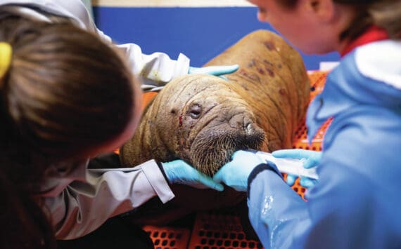 Alaska SeaLife Center Animal Care Specialist Maddie Welch (left) and Veterinary Technician Jessica Davis (right) feeds the orphaned female Pacific walrus calf patient that arrived from Utqiagvik, Alaska on Monday, July 22. Walruses are rare patients for the Wildlife Response Department, with only eleven total and just one other female since the ASLC opened in 1998. Photo by Kaiti Grant