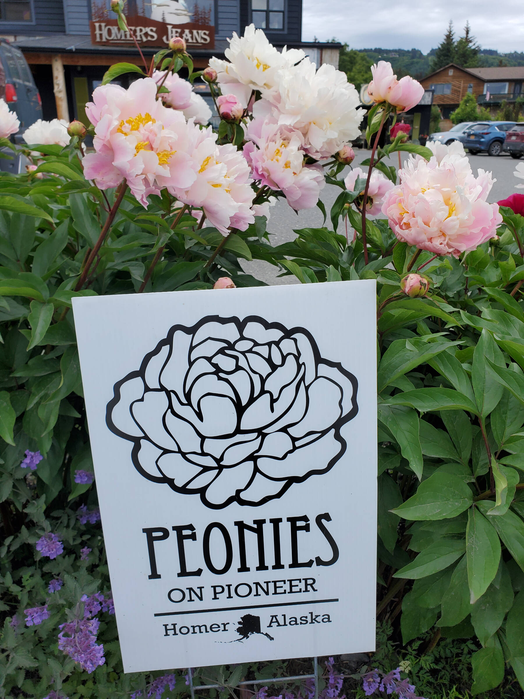 Peonies bloom along Pioneer Avenue outside Homer’s Jeans on Thursday, July 25, 2024, in Homer, Alaska. (Delcenia Cosman/Homer News)