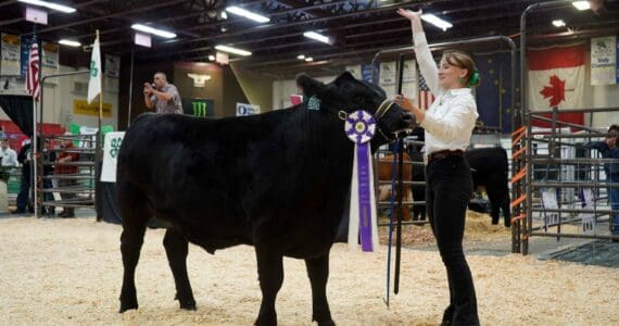 Melanie Carpenter shows her overall grand champion steer, Napoleon, for auction during the Kenai Peninsula District 4-H Agriculture Expo in the Soldotna Regional Sports Complex in Soldotna, Alaska, on Saturday, July 27, 2024. The winning bid came in over $10,000. (Jake Dye/Peninsula Clarion)