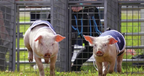 Pigs race at the Kenai Peninsula Fair in Ninilchik, Alaska, on Friday, Aug. 11, 2023. (Jake Dye/Peninsula Clarion)
Pigs race at the Kenai Peninsula Fair in Ninilchik, Alaska, on Friday, Aug. 11, 2023. (Jake Dye/Peninsula Clarion)