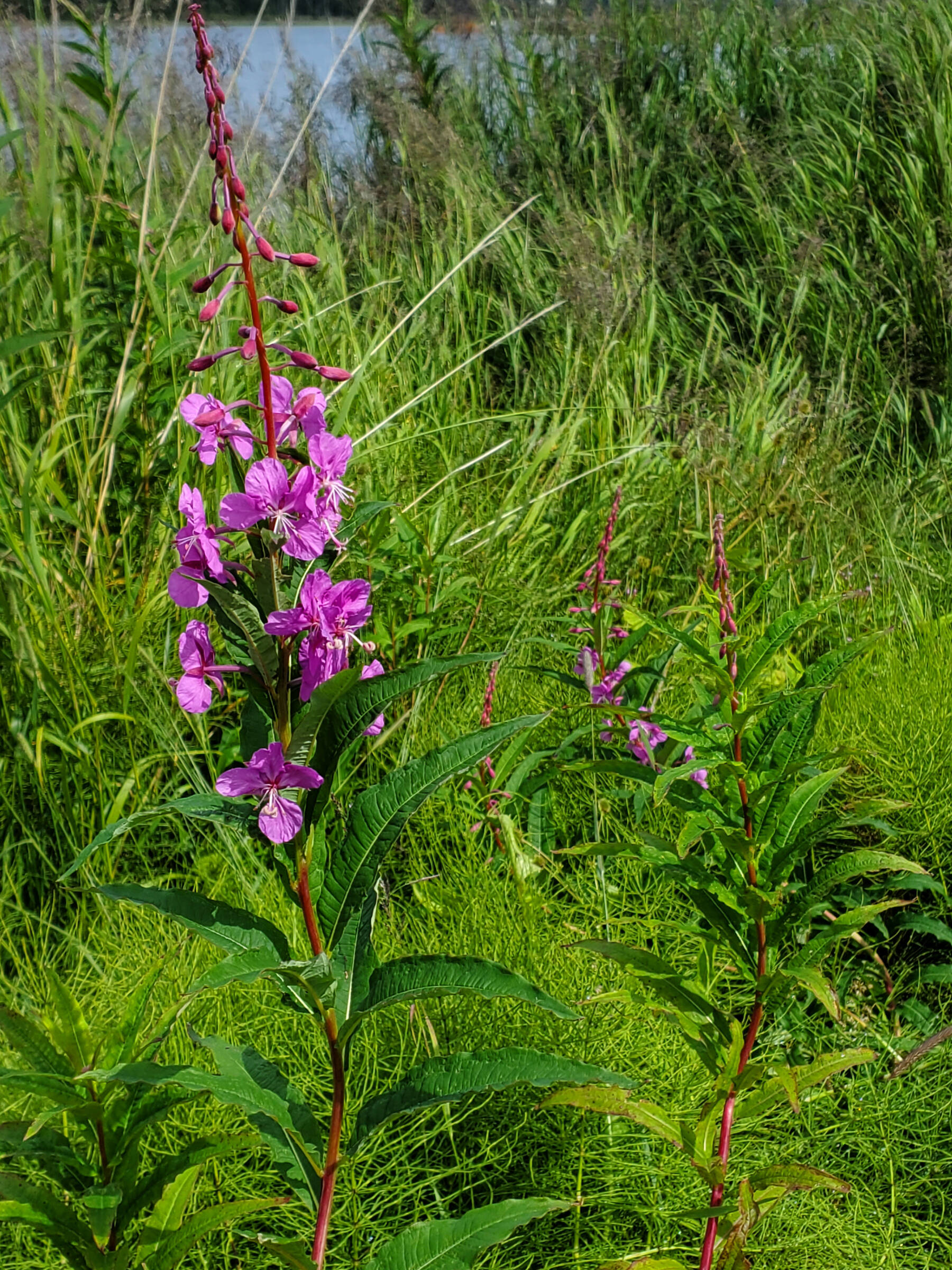 Fireweed marks the passage of summer as it blooms near Beluga Lake on Monday, July 29, 2024, in Homer, Alaska. (Delcenia Cosman/Homer News)