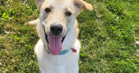 Snoopy, 9-month-old male. Photo courtesy of Homer Animal Shelter