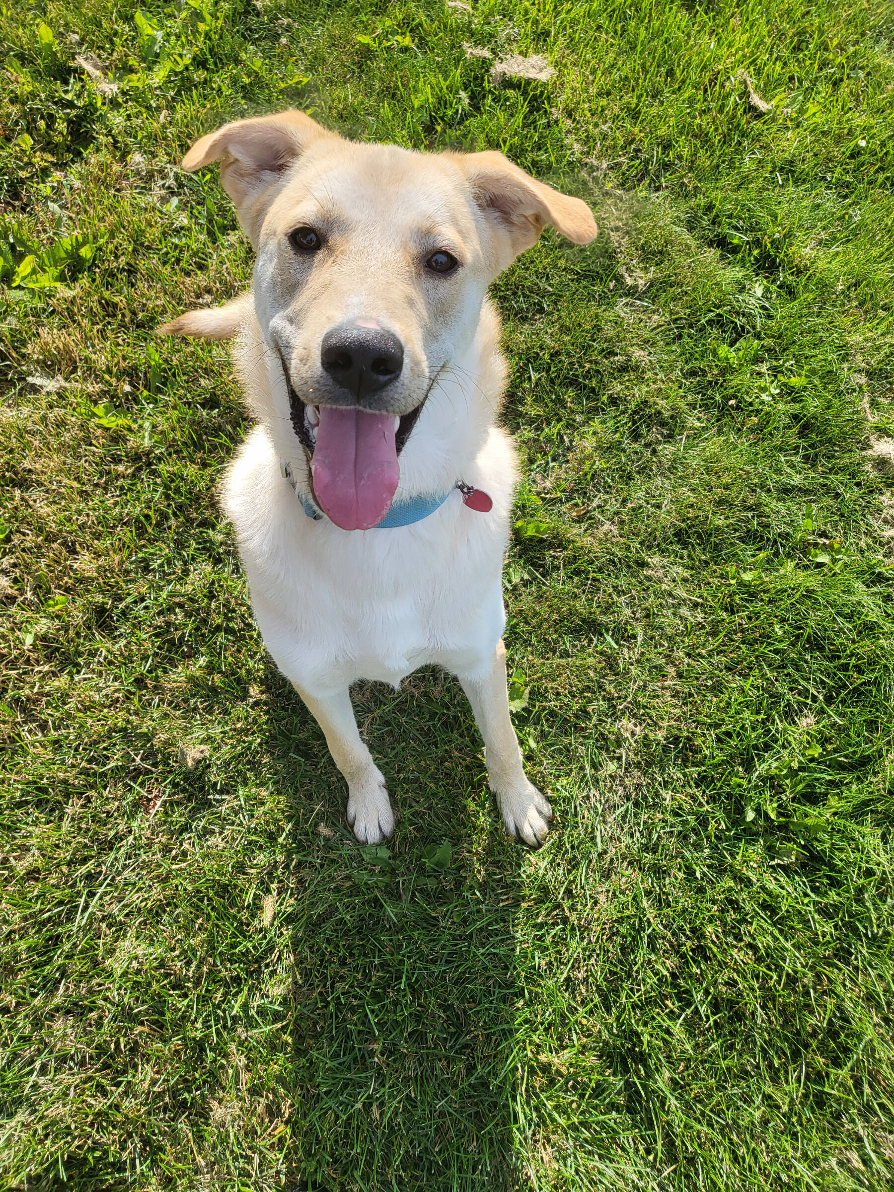 Snoopy, 9-month-old male. Photo courtesy of Homer Animal Shelter