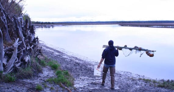 A lone hooligan fisherman heads upstream on the lower Kenai River to try his luck from Cunningham Memorial Park. (Clark Fair photo)